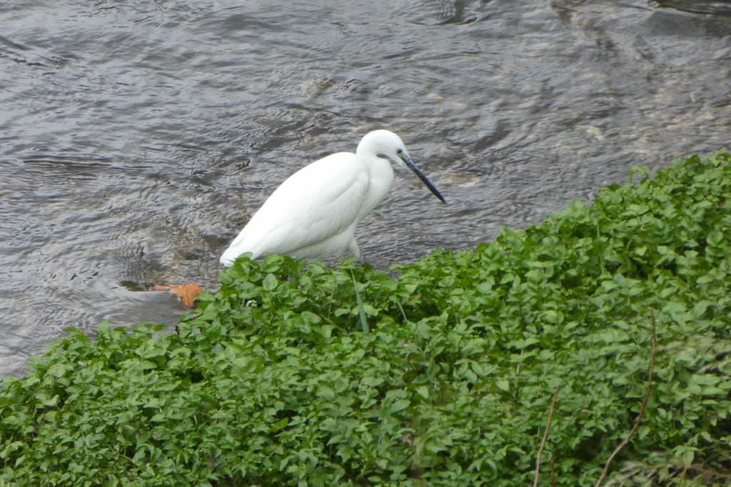 Aigrette en bord d'Huveaune à Marseille